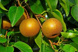 Atasi masalah kulit kering sensitif dengan "skincare" berbahan pir