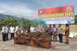 Polres Gayo Lues musnahkan 304 kilogram ganja