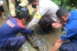 Petugas Damkar evakuasi buaya masuk kolam warga di Bintan