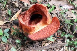 Pertama kali, Rafflesia arnoldi R. Br mekar di luar habitatnya