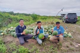 Kisah Petani Muda dari Kuansing, Sukses Meraih Rezeki dari Menanam Semangka