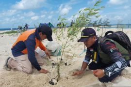 Jaga kelestarian Pulau Penanas, PT Timah Tbk berkolaborasi dengan Dinas Lingkungan Hidup Belitung Timur tanam cemara laut dan bambu