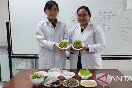 Mahasiswa Ubaya buat mi dari tempe dan daun sengkubak