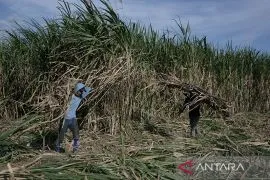 Govt allocates 1.5 trillion rupiahs to purchase local farmers' sugar