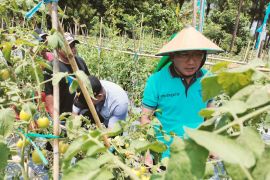 Distan Ternate targetkan panen 100 ton tomat dorong swasembada
