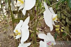 Anggrek Bulan Pelaihari terancam punah