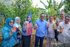 Bima Arya dorong pemulihan lahan kebun pala gerakan ekonomi warga