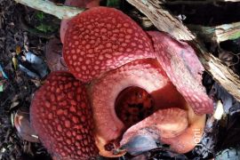 Bunga Rafflesia Arnoldii mekar di halaman rumah warga