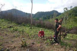 Semen Padang tanam 5.670 kaliandra di Sungai Pinang dan Sijunjung