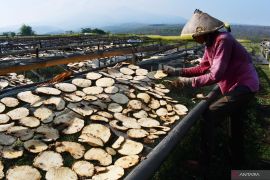 Usaha chips porang di Madiun