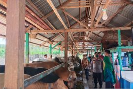 Polres Gorontalo Utara harap peternak tingkatkan koordinasi cegah PMK