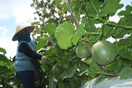 Perawatan tanaman melon di Jombang