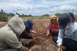Alumni Polbangtan Kementan kawal panen kentang di Food Estate Humbahas