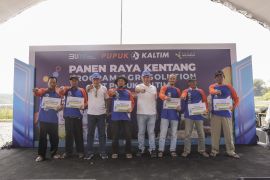 Panen Kedua Agrosolution Pupuk Kaltim, Produktivitas Kentang Kabupaten Malang Capai 33,9 Ton/Ha