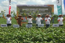 Program Agro Solution Petrokimia tingkatkan produksi edamame di Jember