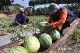 Panen semangka di Lapas