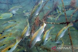Penenggelaman artificial reef, menjaga ekosistem laut berorientasi wisata bawah laut