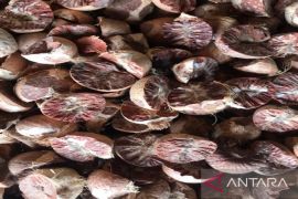 India mulai kembali mengimpor  pinang Indonesia