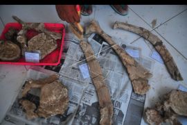 Fosil gajah purba ditemukan di pegunungan Patiayam