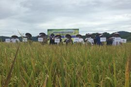 Musim rendengan, Pidie targetkan 24 ribu hektare tanaman padi