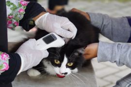 Garut vaksinasi gratis hewan peliharaan cegah penularan rabies