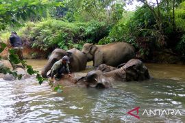 Koridor gajah, kebutuhan wujudkan harmoni di Bentang Seblat Bengkulu
