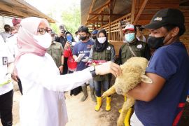 Bupati Ipuk apresiasi semangat anak muda beternak domba