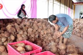 Kalsel ekspor perdana buah kelapa tua ke China