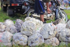 Upaya Kalsel dorong hilirisasi karet