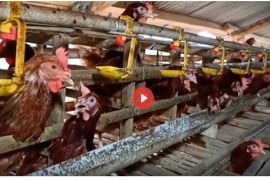 Upaya BPN Stabilakan Harga Ayam Ras