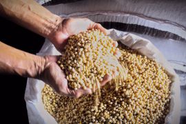 Konsumsi kedelai sebabkan kanker hanya mitos