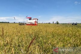 DKPP dorong camat dan kades ajak masyarakat kembangkan tanaman pangan