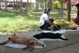 Peringatan Hari Rabies Sedunia di Palembang Page 2 Small