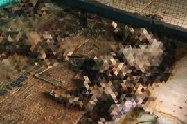Viral, kucing mati kering di penitipan hewan di Pekanbaru
