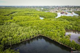 Mangroves help ensure food security: ministry