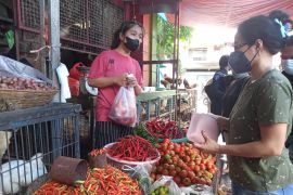 Pemkab Bone bersiap jadi sentra produksi cabai