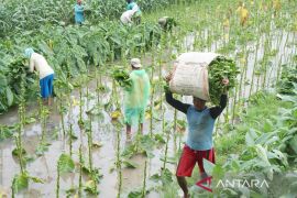 Panen dini tanaman tembakau terdampak banjir