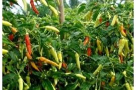 Wali Kota Depok serahkan bantuan bibit tanaman cabai