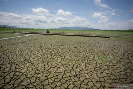 Kekeringan dampak nyata perubahan iklim, sebut Kepala BMKG
