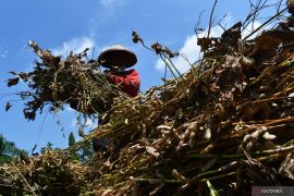 Spektrum - Memutus kedelai impor dari lahan bekas galian pasir di Cibulan