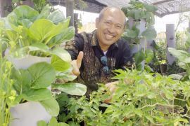 Akademisi: Pertanian kota wujud cinta lingkungan-mandiri pangan