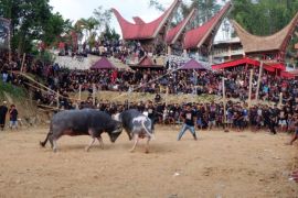 Tradisi Adu Kerbau Di Tana Toraja Page 1 Small