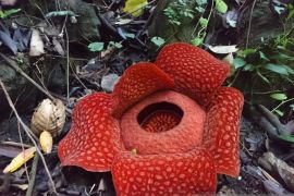 Belasan bunga raflesia ditemukan mekar di Kabupaten Solok