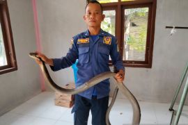 BPBD Aceh Besar evakuasi ular king cobra, begini prosesnya