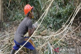 Hutan rakyat rotan di Kalteng raih sertifikasi ekolabel FSC kedua kalinya