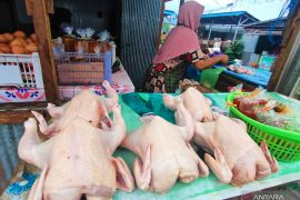 Harga daging ayam ras di Kalsel alami kenaikan