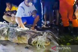 Damkar Natuna relokasi seekor buaya demi keselamatan warga