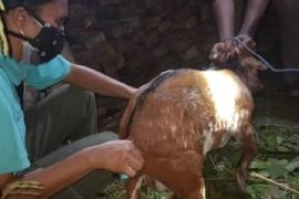 Bupati Diogo tegaskan pembatasan pergerakan hewan cegah rabies