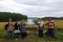 BPTP Riau dorong petani Rokan Hulu  produksi benih bermutu