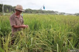 Pemprov Sumut  siap kembangkan lahan rawa jadi sawah